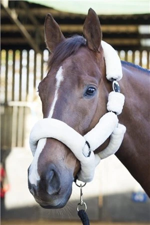 Ecorider Deluxe Headcollar 1 Ecorider Deluxe Headcollar