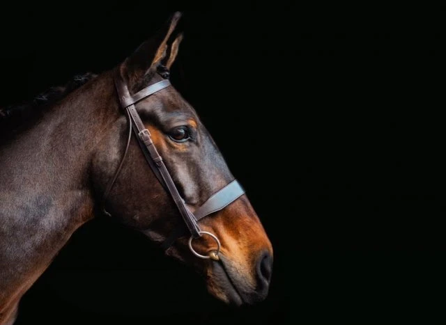 Cameo Equine Core Collection Hunt Bridle 1 Cameo Equine Core Collection Hunt Bridle