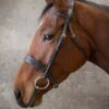 Ecorider Show Bridle