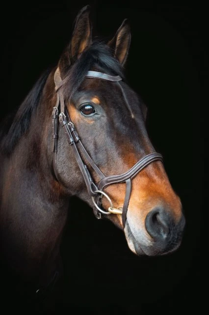 Cameo Equine Core Collection Anatomic Bridle 1 Cameo Equine Core Collection Anatomic Bridle