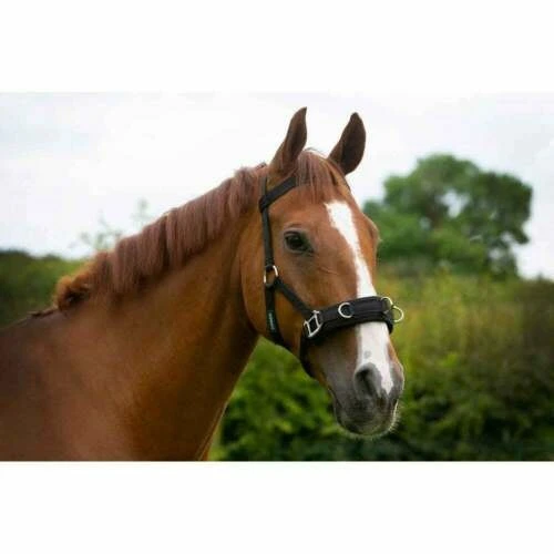 Cameo Equine Lunging Caveson 1 Cameo Equine Lunging Caveson