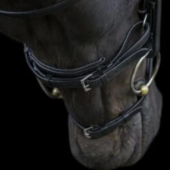 Ecorider Ecosoft Enigma Bridle 10 Ecorider Ecosoft Enigma Bridle -Equestrian Supply Store 16001e