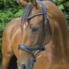 Ecorider Ecosoft Acclaim Bridle