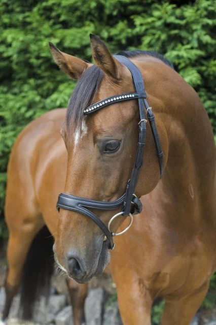 Ecorider Ecosoft Acclaim Bridle 1 Ecorider Ecosoft Acclaim Bridle