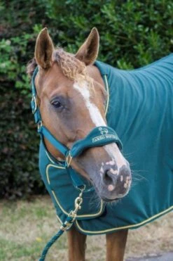 Cameo Equine Limited Edition Show Collection Rug 11 Cameo Equine Limited Edition Show Collection Rug -Equestrian Supply Store 16749f