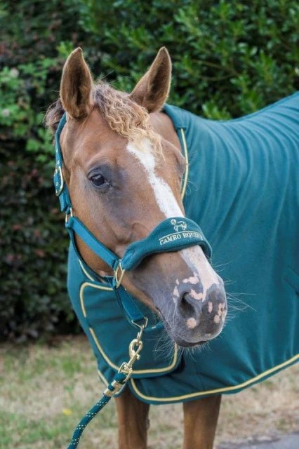 Cameo Equine Limited Edition Show Collection Rug 6 Cameo Equine Limited Edition Show Collection Rug - Image 6