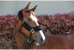 Kentucky Nylon Sheepskin Head Collar 6 Kentucky Nylon Sheepskin Head Collar -Equestrian Supply Store 17314c