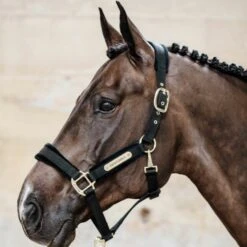 Kentucky Velvet Head Collar 7 Kentucky Velvet Head Collar -Equestrian Supply Store 17315d