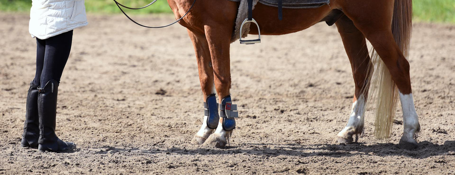 Equestrian Supply Store -Equestrian Supply Store pexels artstel 4019299